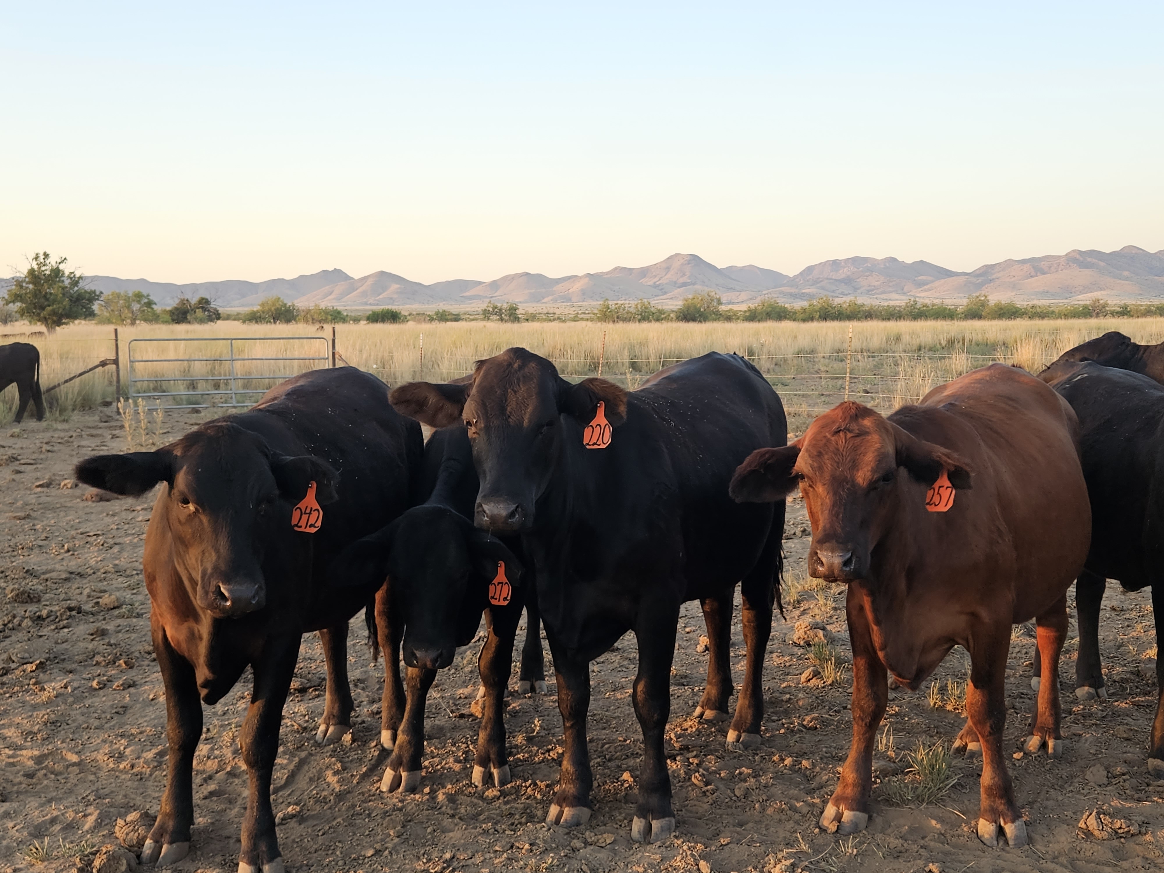 Group of Cows 