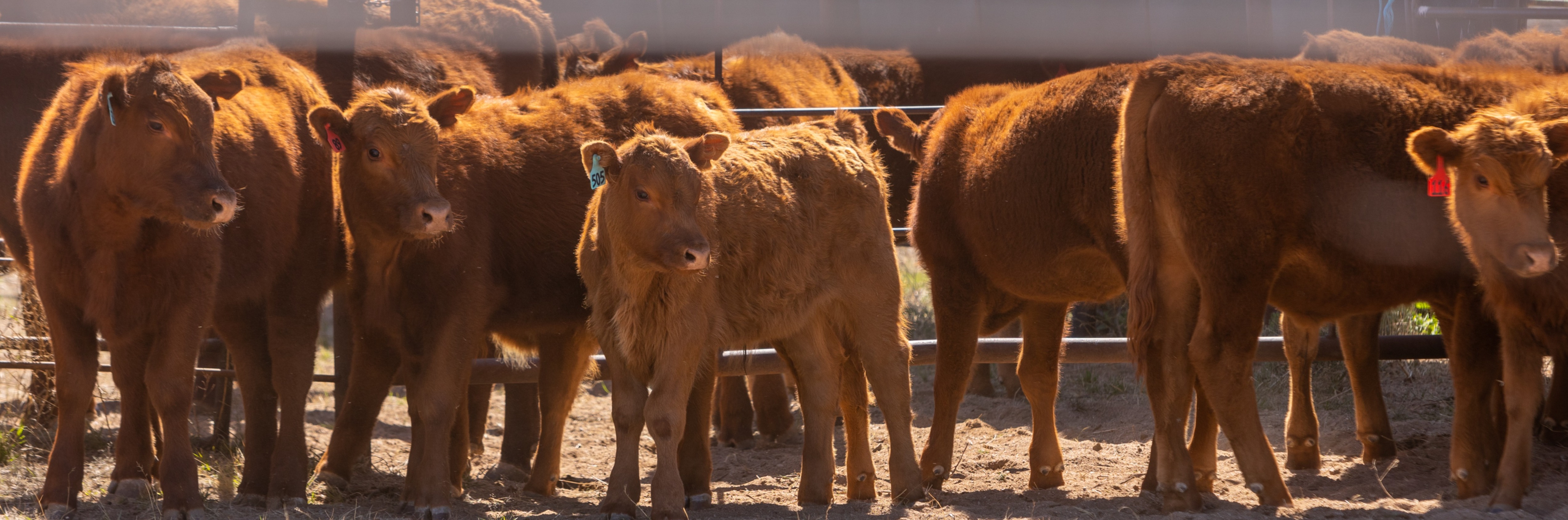 Photo of red calves 